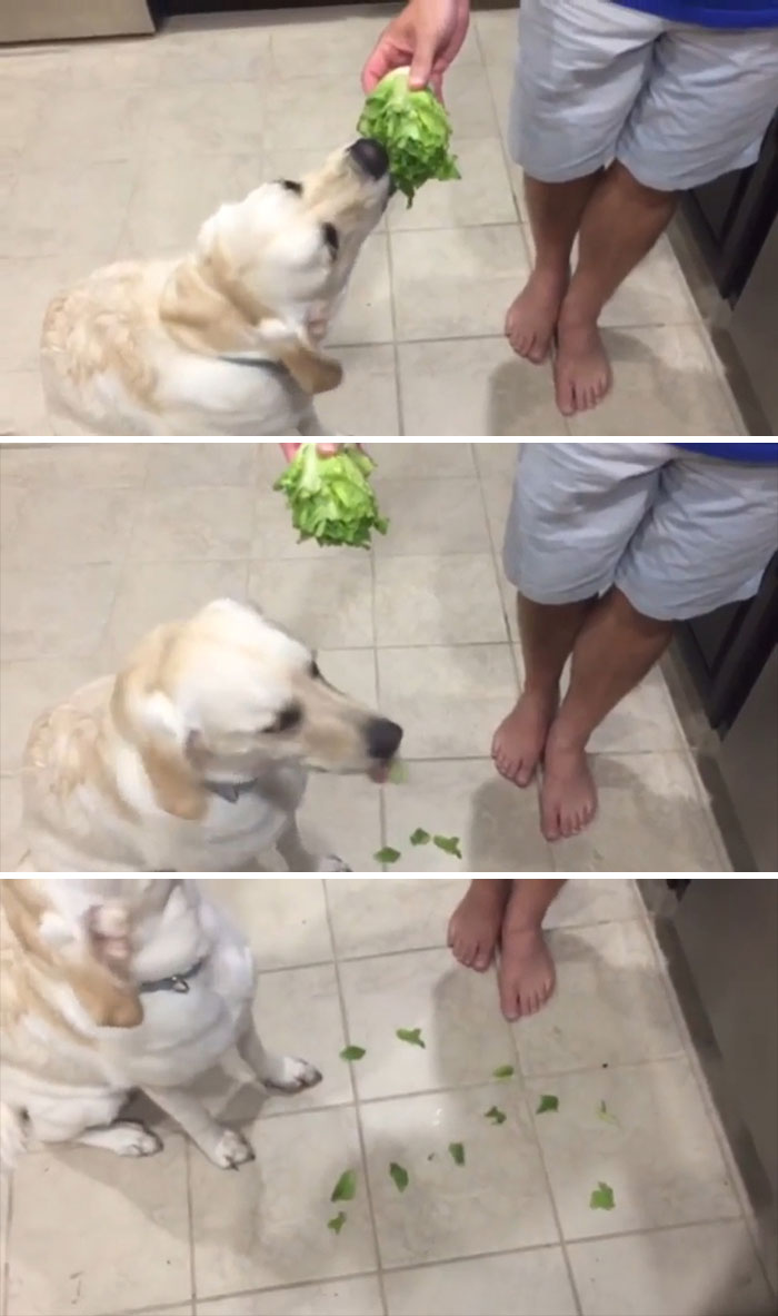 When You Try To Make Your Dog Vegan