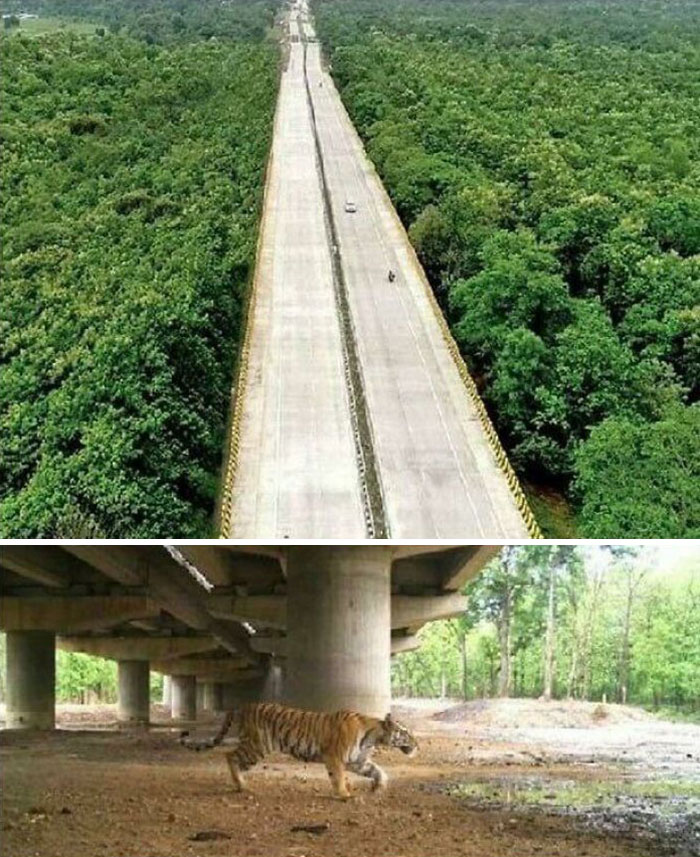 India Has Constructed A 16 Km Long Elevated Highway As To Allow Wild Animals To Pass Underneath It