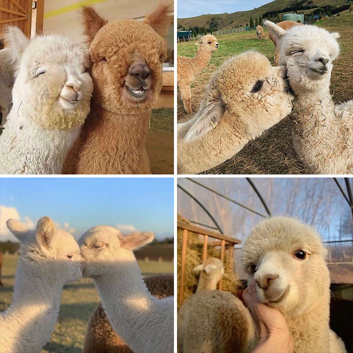 50 Animals Doing Whatever They Like, As Shared On This Instagram Account (New Pics)