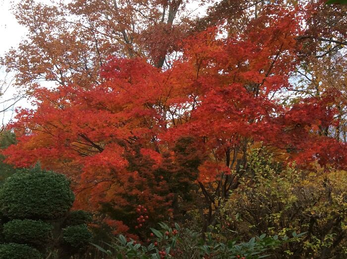 Our Japanese Maple