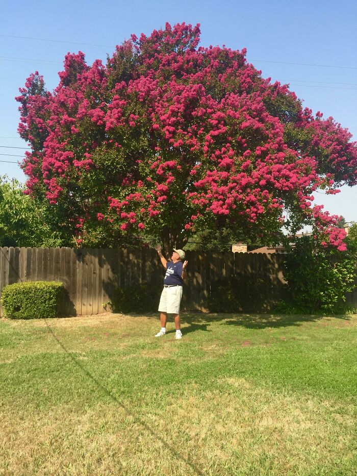 My Grandpa Says We "Need To Get The Word Out" About How Beautiful His Crepe Myrtle Is