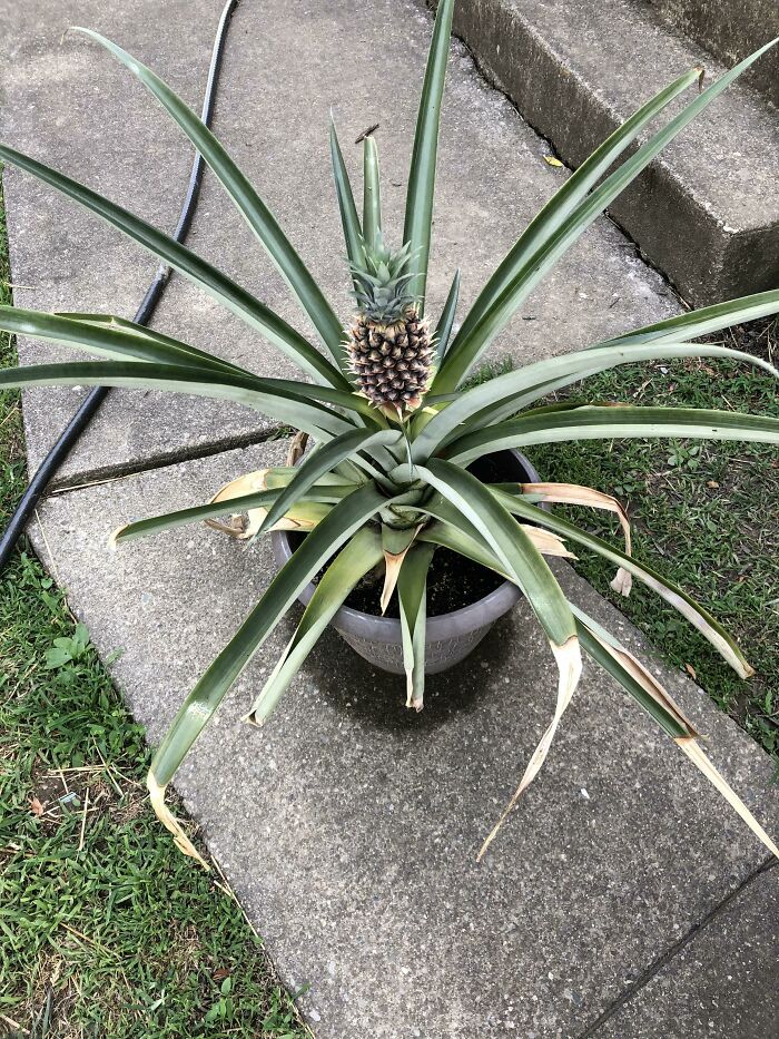 Took 3 Years, But You Can Grow A Pineapple In Ohio