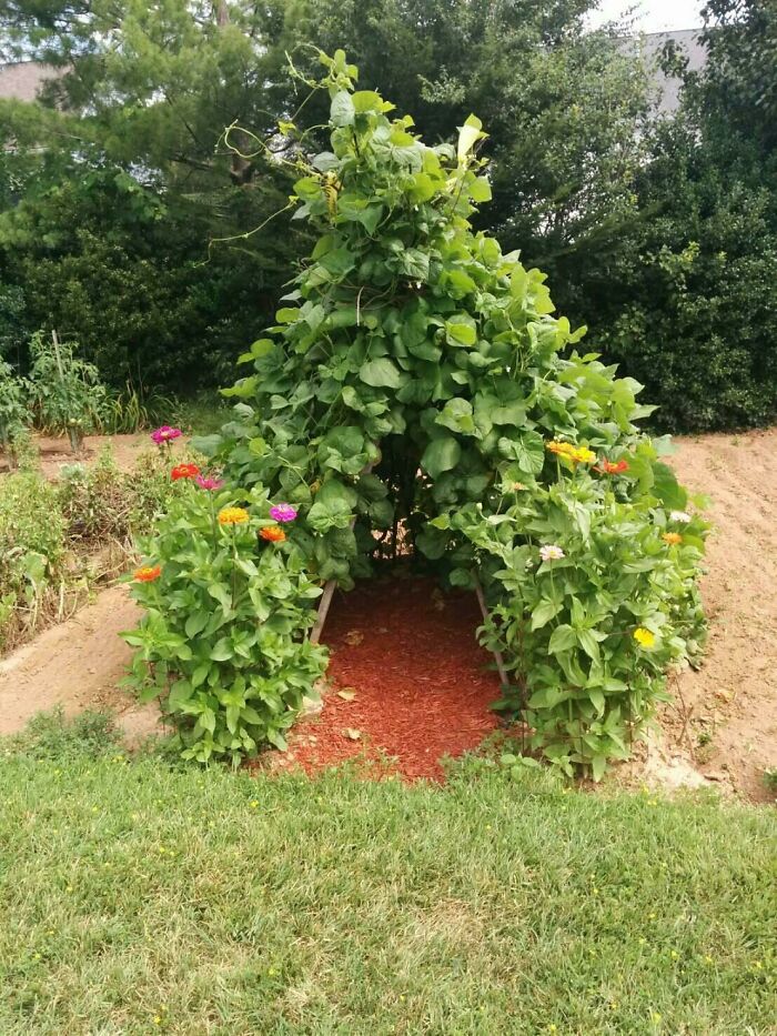 My Grandpa Built A Teepee For His Bean Plant And Planted Wildflowers On The Sides, He's Really Proud Of It And I Wanted To Share It With All Of You