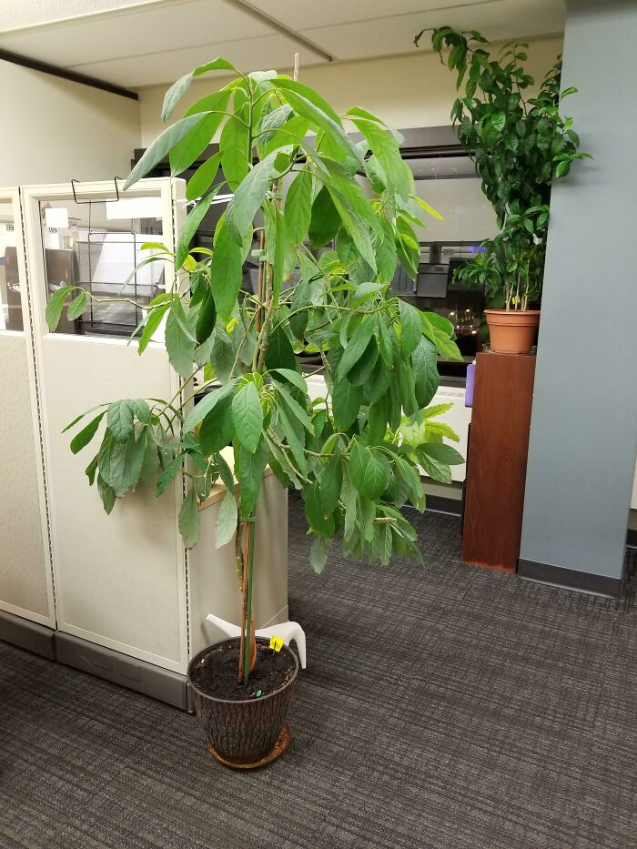 My Dad Is Growing An Avacado Tree At His Office