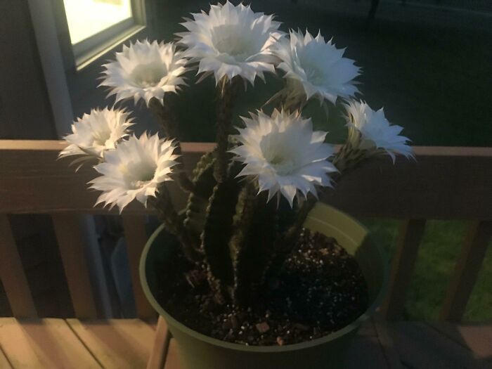  My Cactus Had 7 Blooms!
