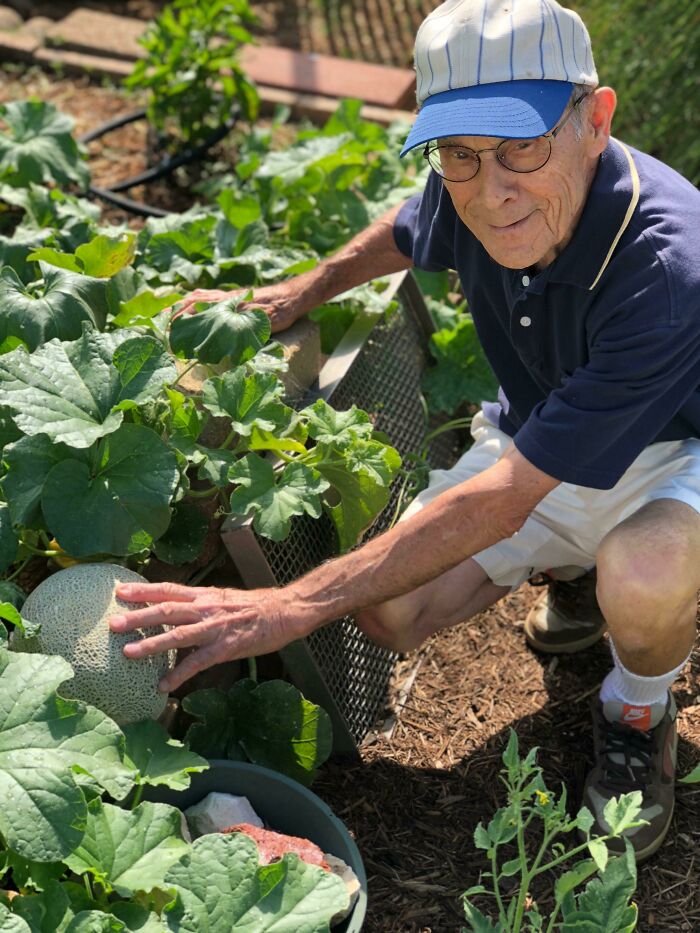 Mi abuelo con sus melones en su jardín