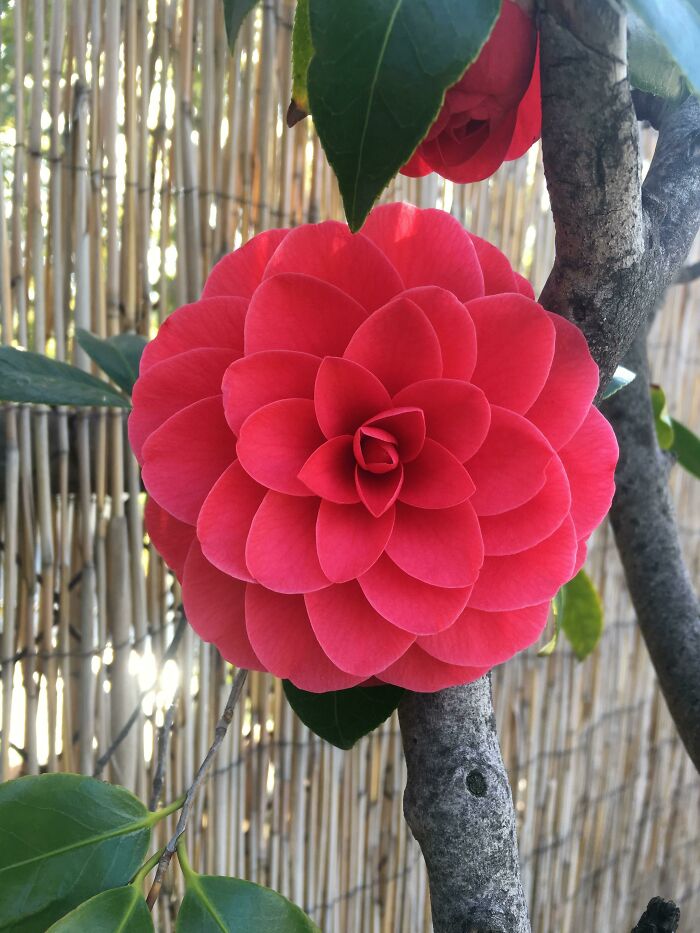 I Was Walking In My Neighborhood And This Camellia Literally Stopped Me In My Tracks