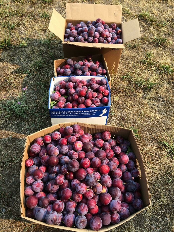 My Plum Harvest, From One Tree