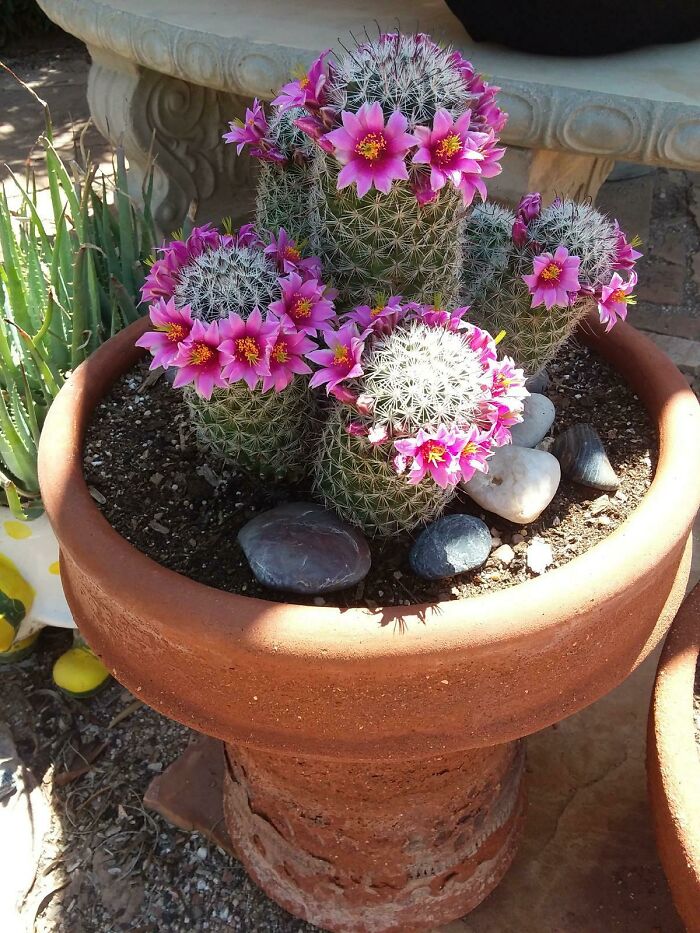 ¡Hazte a un lado, Coachella, nadie hace una corona de flores como un cactus!