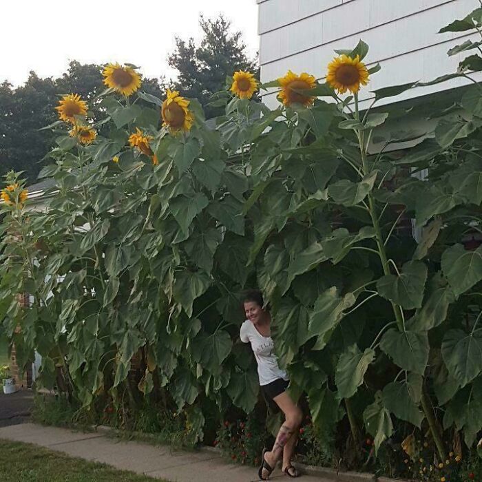 This Was My First Time Ever Growing Sunflowers