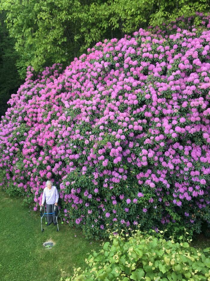 ¡Una jardinera local y su enorme rododendro!