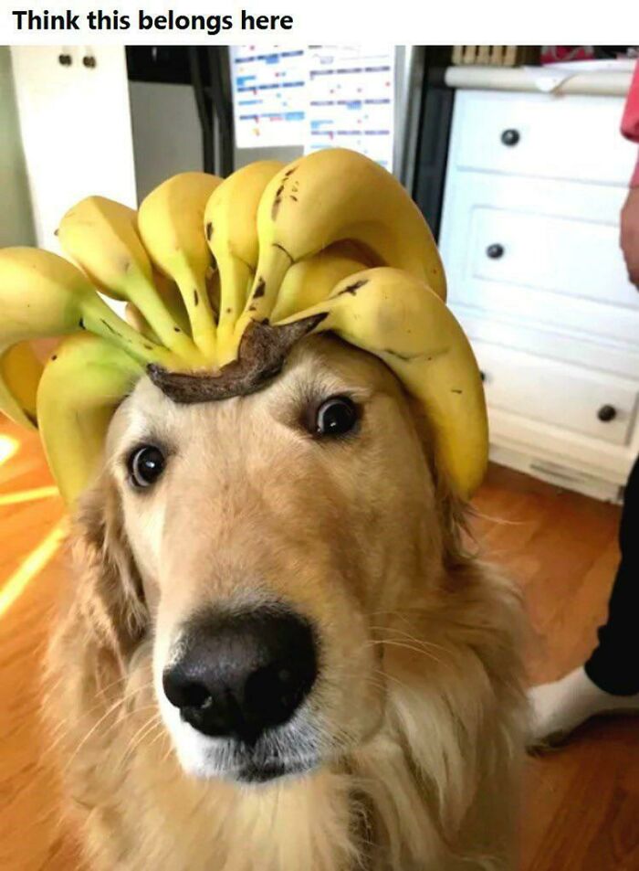 Blessed_ Bananadog
