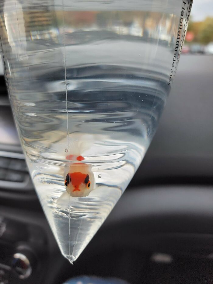 Meet Grumpyfish, The Crankiest Darn Goldfish I've Ever Seen!! 🤣