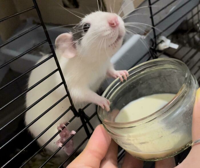 Blessed Rat Doing A Cute Grin