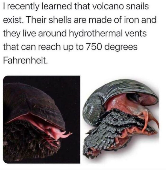 Lavator, The Lava Snail
