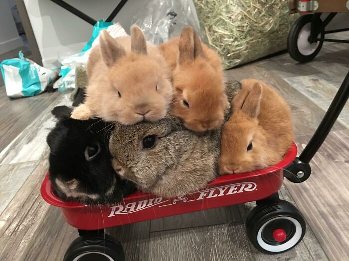 I Don’t Think They Can All Fit Into This Cart Anymore