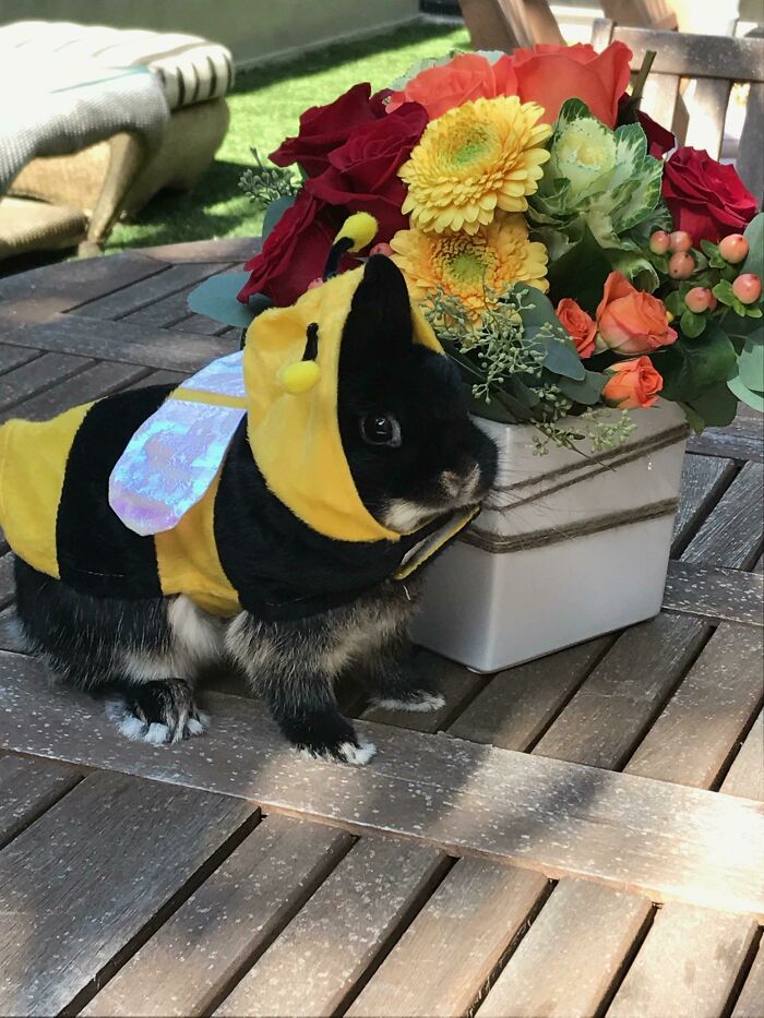 Just A Bee And Some Flowers. Nothing To See Here