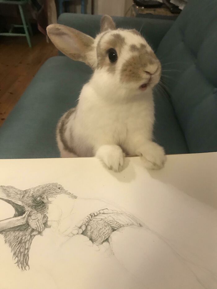 Tried To Take A Progress Pic Of My Drawing, Flingan Was Shocked I Didn’t Include Him