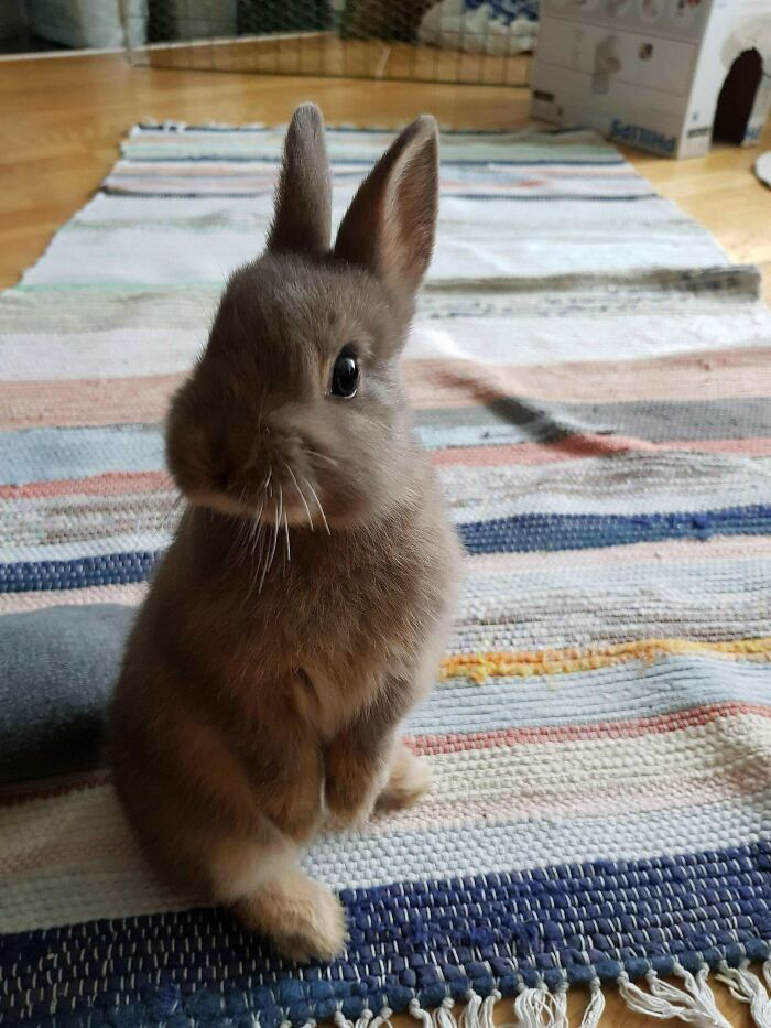 Just Got Our First Bun! Say Hi To Oliver