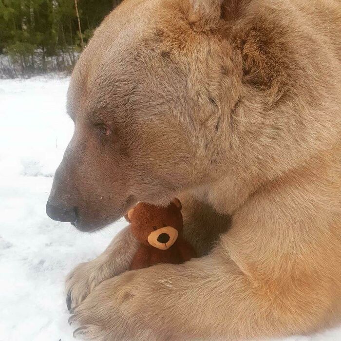 Bear Holding Bear Stuffie