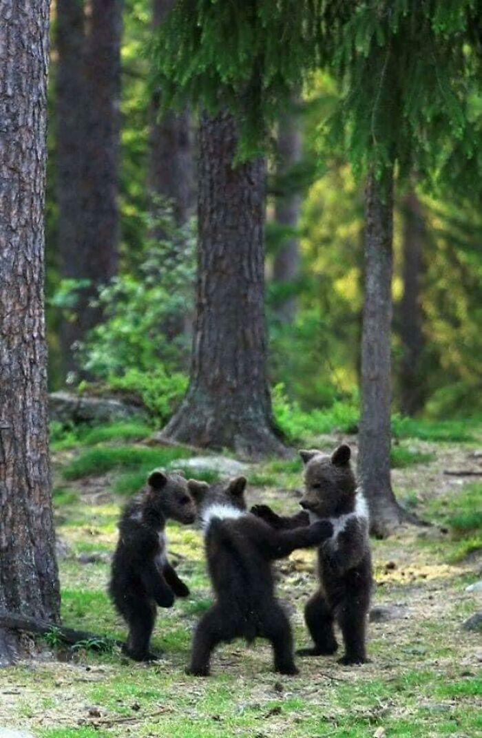 Three Bear Cubs Playing In The Woods