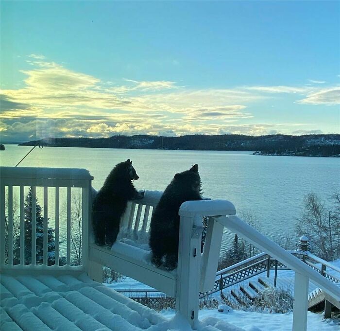 2 Bear Cubs Checking Out The Fresh Snowfall Just Outside Of Thunder Bay