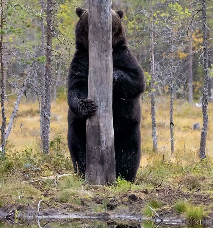 This Bear Trying To Hide Behind A Tree Trunk