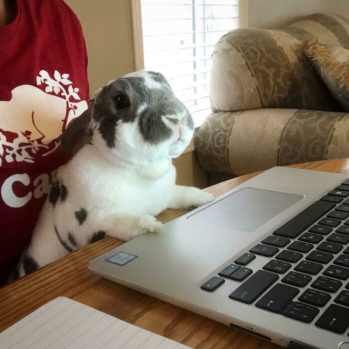 Somebun Wanted To Make An Appearance In Momma’s Conference Call Today