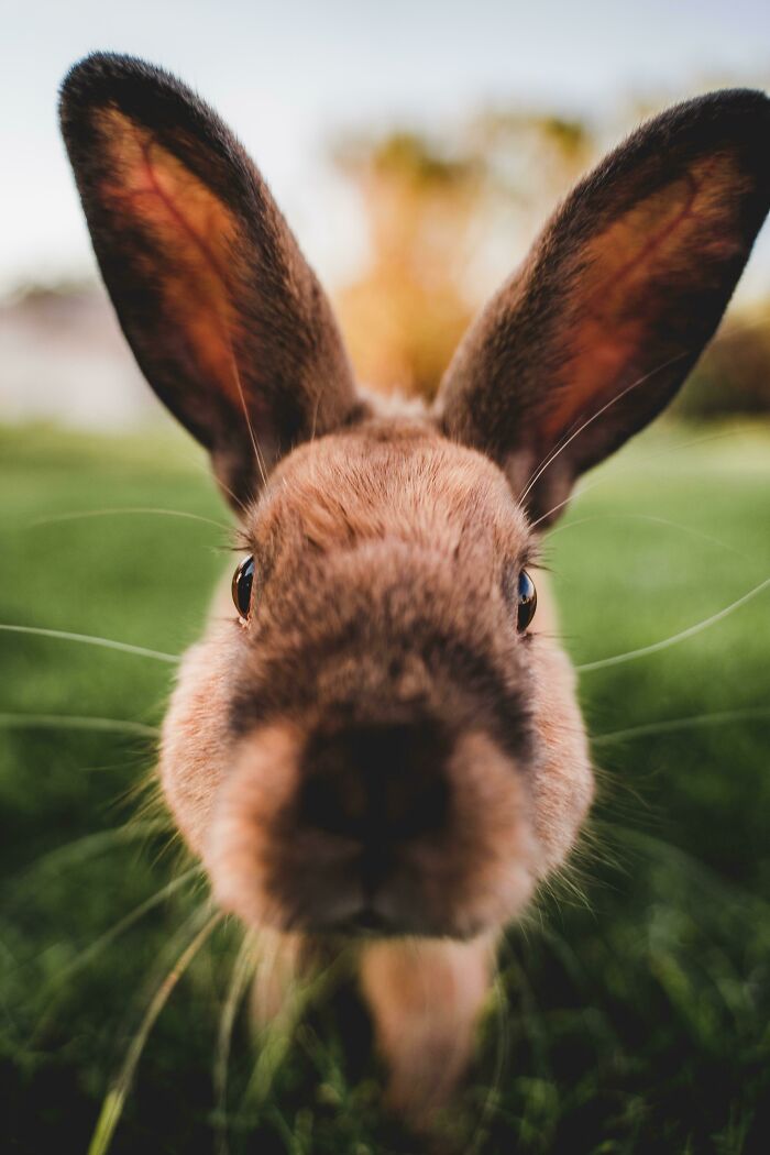 I Was Testing Out A New Lens On Some Bunnies At The Park And This Little Dude Came Up And Booped His Nose On My Lens