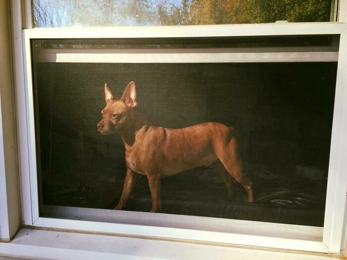 Tomé una foto de mi perro a través de la rejilla de la ventana y parece una pintura antigua