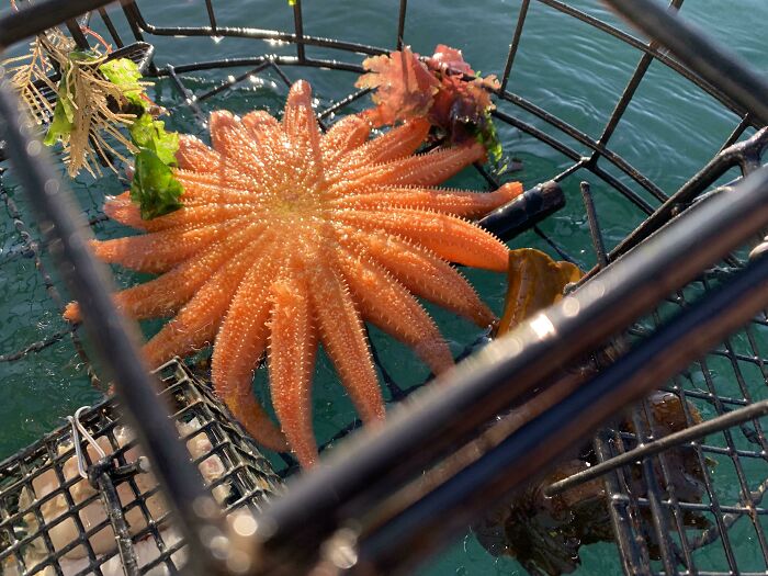 We Caught A Critically Endangered Sunflower Sea Star In Our Crab Trap (Orcas Island, Wa)