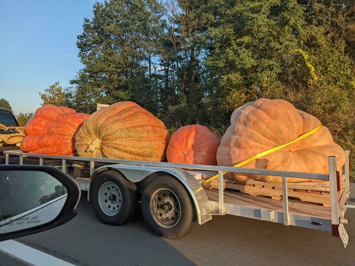 These Large Pumpkins I Saw On The Freeway