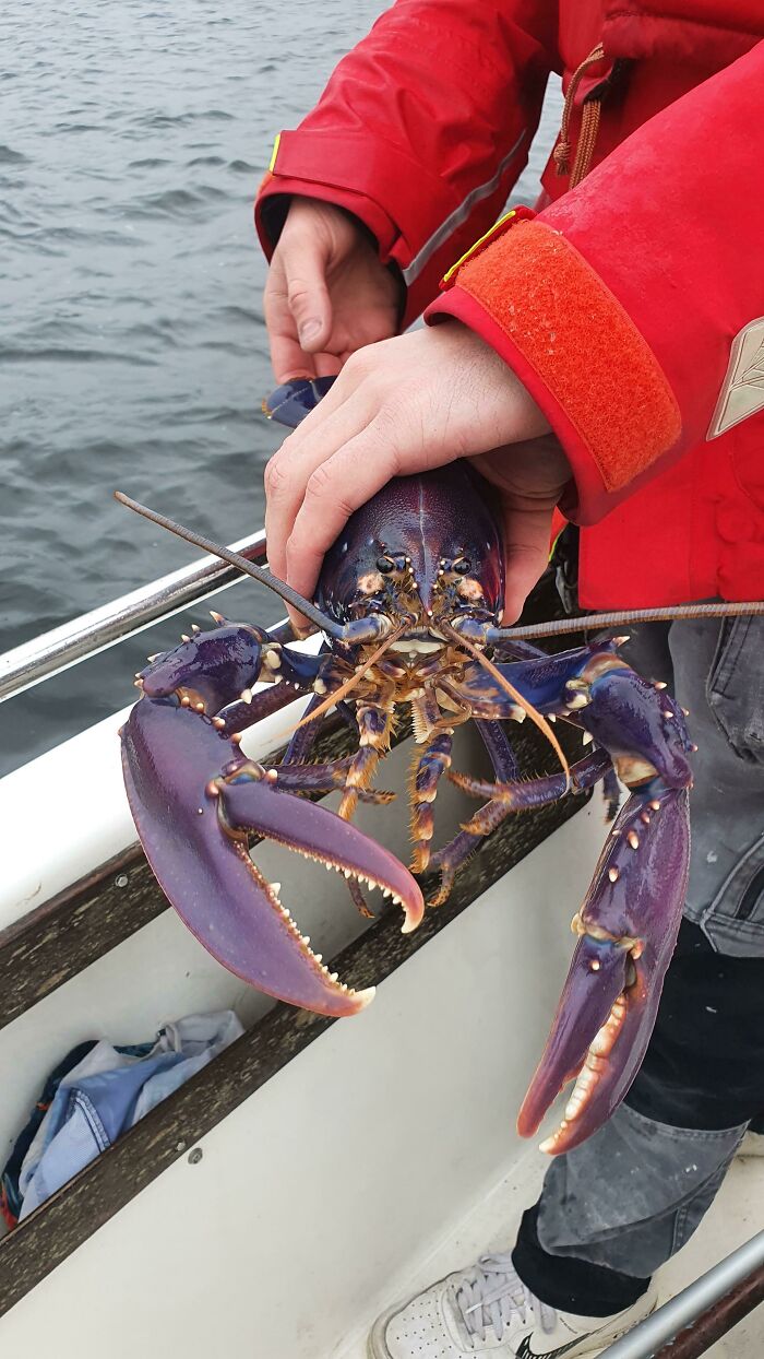 Caught A Shiny Lobster
