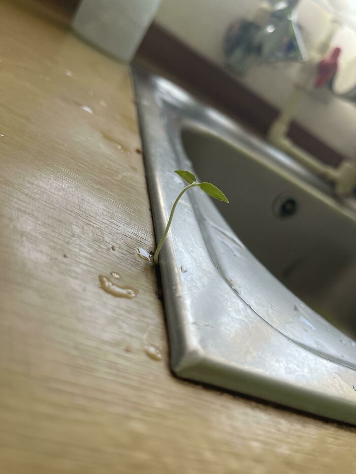There Is A Plant Going From Under My Sink