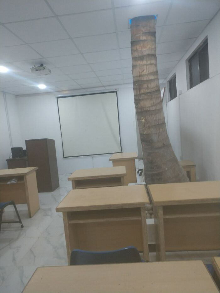 A Classroom In My University Has A Tree Growing Inside Of It