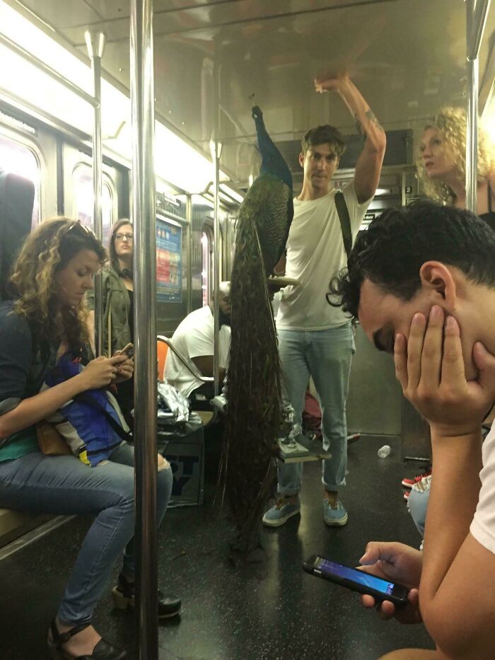 Un chico llevó a su pavo real en el metro de NY y nadie siquiera levantó la vista del teléfono