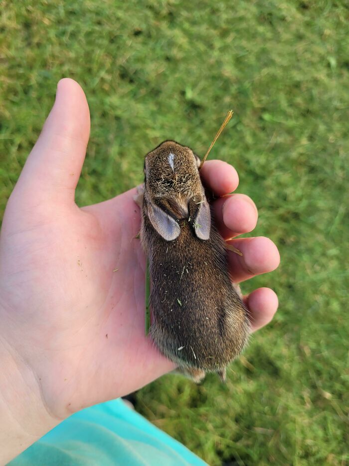 Found A Baby Rabbit While Mowing The Lawn