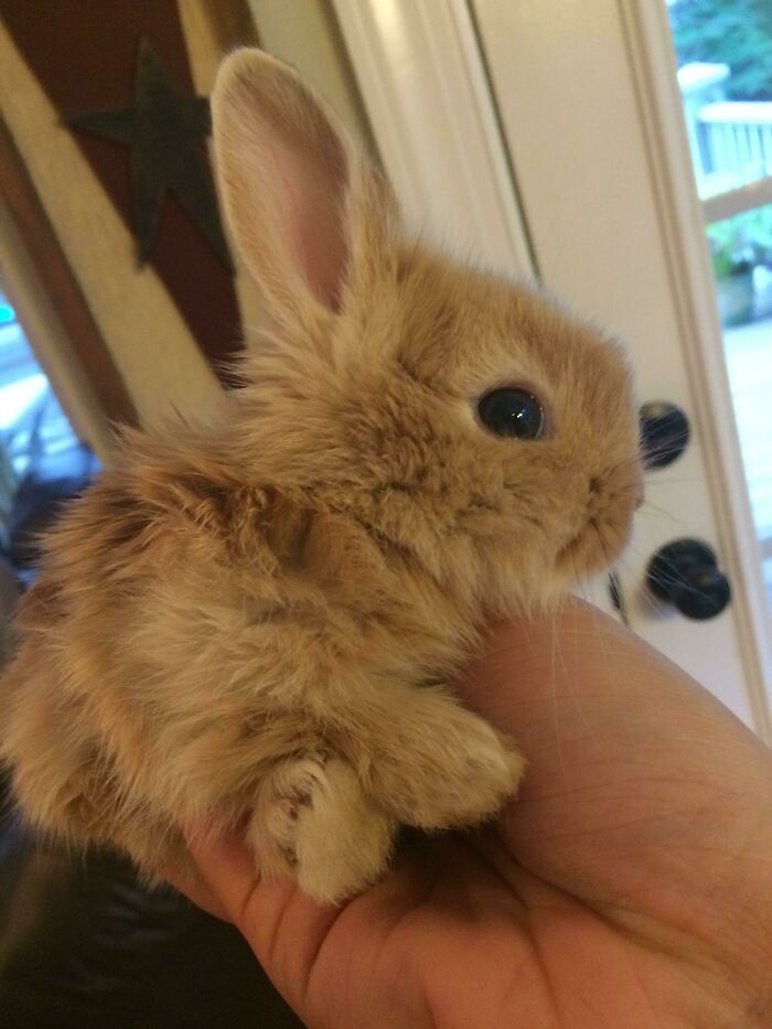 Mother-In-Law's Rabbits Had Some Fluffy Bunnies Recently