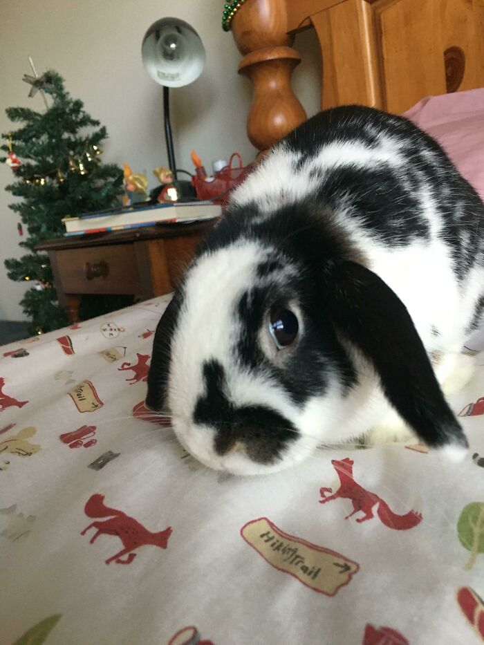 My Girlfriend’s Rabbit, Banjo, Has A Smaller Rabbit On His Nose