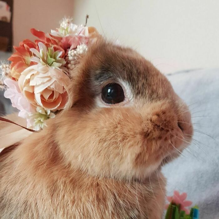 My Daughter Was Photographing Her Rabbits And I Thought You Might Appreciate This