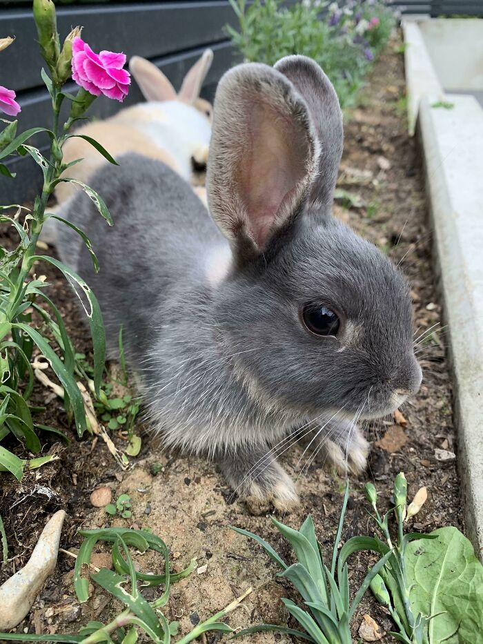 My Neighbour‘S Children Are On Vacation, So I Got To Look After Their Rabbits. They Are So Adorable