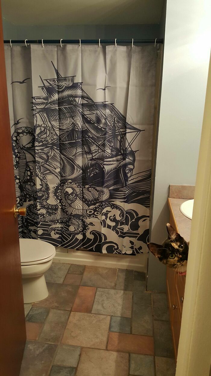 I Got A New Shower Curtain, My Cat Is On Board