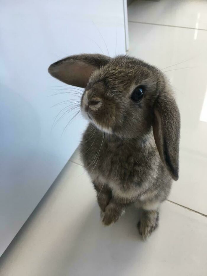 My Friends Bunny Is So Adorable