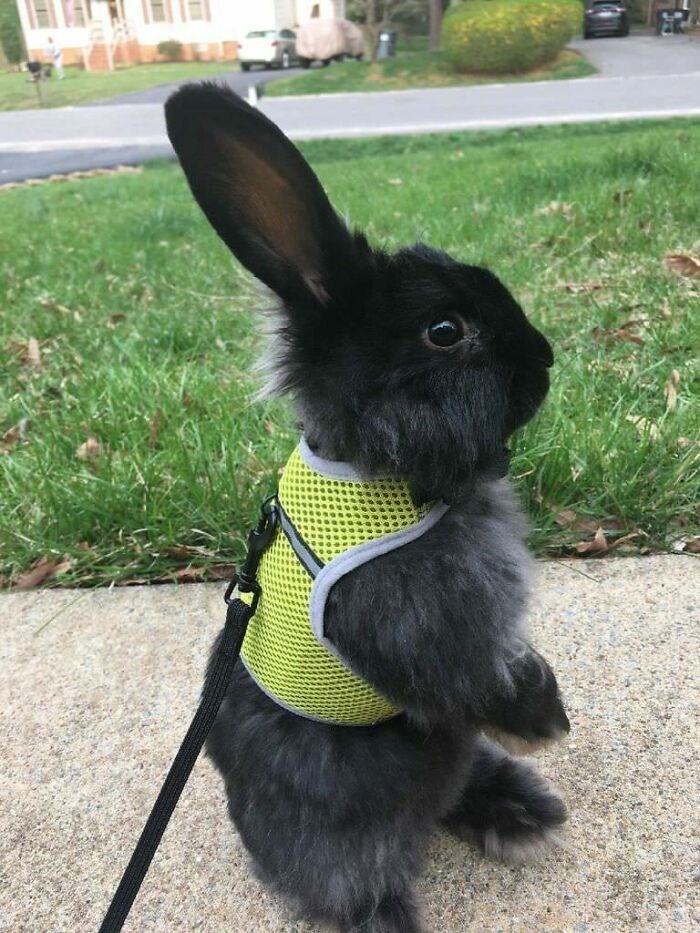 Sister-In-Law Has A New Bunny