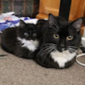 brookefreitag avatar