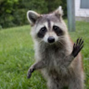 ubaldogonzalez avatar