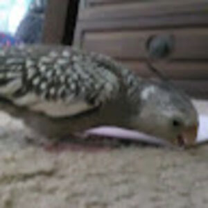 leahgriffiths avatar