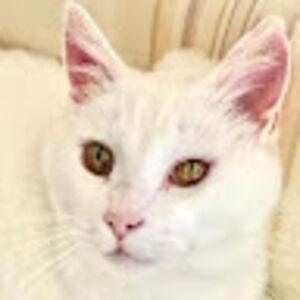 callioperichard avatar