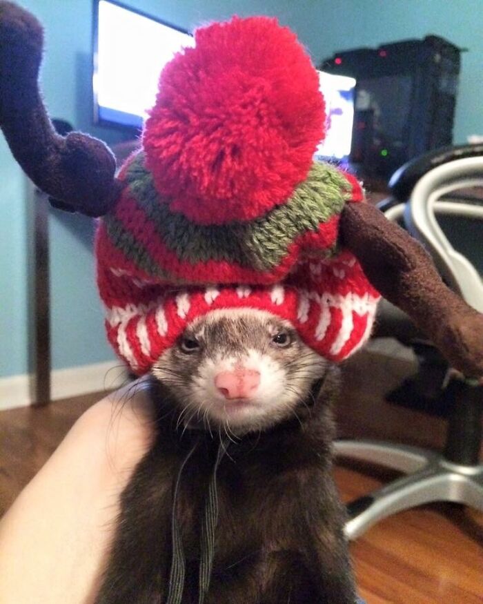 My Girlfriend's Ferret Is Less Than Thrilled With His New Festive Hat