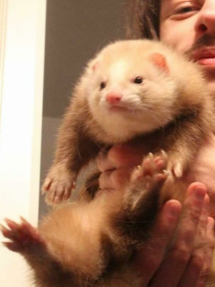 Because Other Animals Are Allowed On Friday, Meet My Chonky Ferret